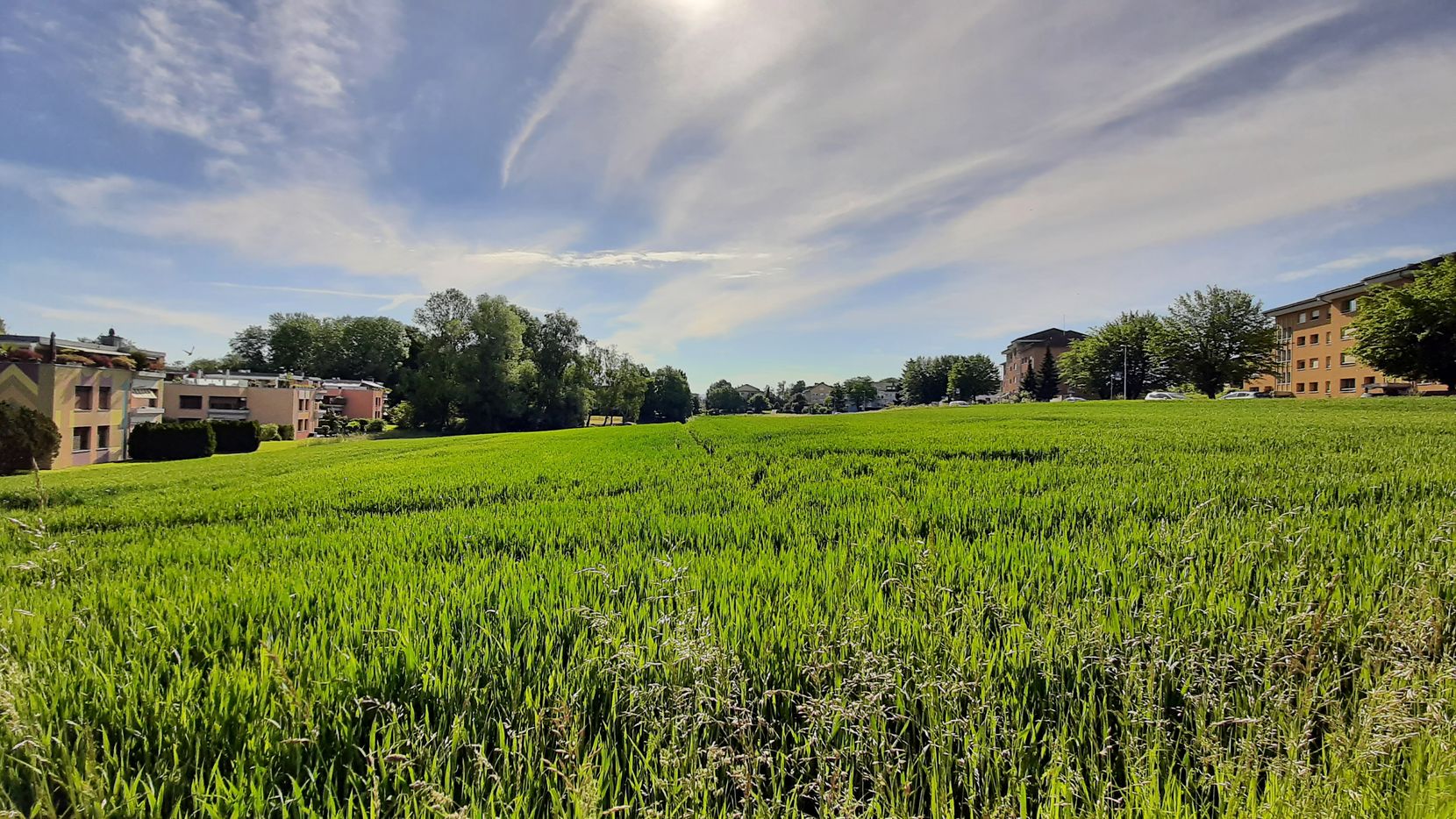 Wiese, Acker und ein Wäldchen innerhalb eines Wohnquartiers.